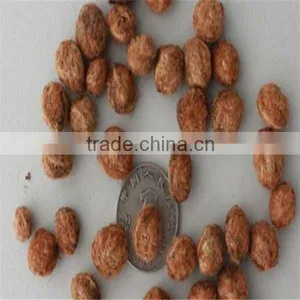 Yang Mei Top Grade Fruit Crops Bayberry Seeds For Sale thumbnail-5