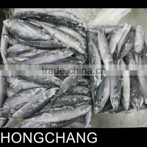 Frozen JAPAN Mackerel Whole Round thumbnail-2