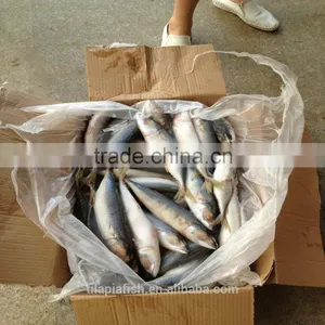 Good Price New Season Seafood Mackerel Fish thumbnail-1