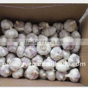Excellent Chinese Normal White Garlic thumbnail-1
