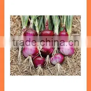 Fresh Red Onion FOR SALE thumbnail-3