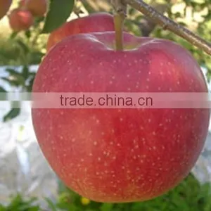 Japanese Various Delicious Apples thumbnail-4