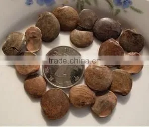 Wisteria Tree Seeds Chinese Wisteria Sinensis Seeds Vine Purple Flowers Bonsai Seeds For Planting thumbnail-4