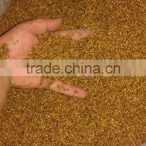 Coriander thumbnail-3