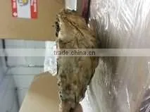 Live Pacific Oyster thumbnail-3