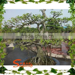 Mini Artificial Plastic Banyan Tree 7ft Fake Curved Trunk for Home Decoration thumbnail-1