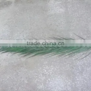 Cana Leaf Preserved thumbnail-1