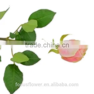 on Line Shopping Fresh Rose Flowered Trim Fresh Cut Flowers Kenya for Home Decoration thumbnail-3