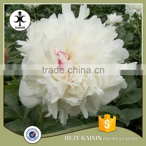 MY TEST Herbaceous Peony Plant Root thumbnail-1