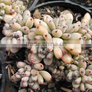 Graptopetalum Pachyphyllum Bluebean Decorative, Plants Echeveria Succulent Plants Tropical Plants thumbnail-2