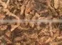 Cyperus Rotundus thumbnail-1