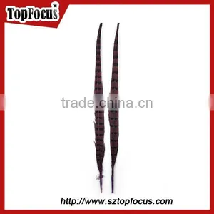 High Quality for Showgirl Carnival Costume Ringneck Tail Pheasant Feathers thumbnail-1