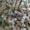 China Garlic thumbnail-1