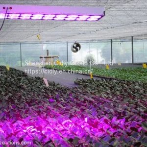 CILDY Led High Power High Lumen 650w Led Grow Light 18 for Hydroponic Grow Room Tent,agricultural Greenhouses Used thumbnail-5