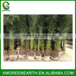 Phoenix Canariensis Palms Trunk 30-50cm(1) thumbnail-1