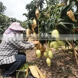 Mango Fruit Growing Paper Bag thumbnail-5