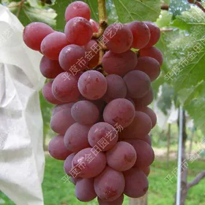 Damina Grape Seedlings Grape Vines thumbnail-1