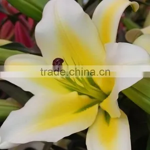 Super Quality Yellow King Colorful Small Lily Flower thumbnail-5