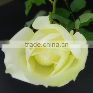 Durable Tineke White Rose Balls Wedding thumbnail-1