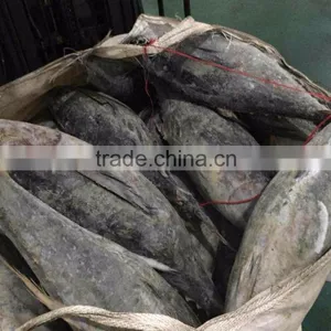 Frozen Yellowfin Tuna thumbnail-2