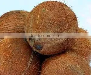 Full Husked Coconuts thumbnail-1