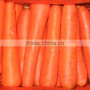 Fresh Red Carrot thumbnail-1