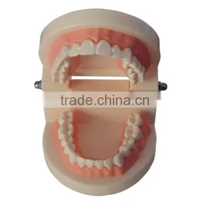 Dental Materials Dental Dental Teaching Supplies Model of Dentures Dental Teeth Model thumbnail-3