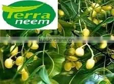 Raw and Pure Neem Oil thumbnail-4