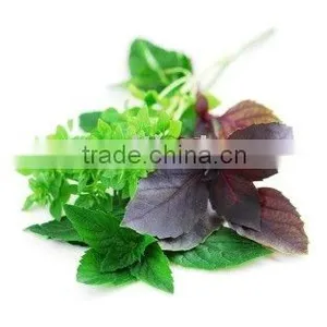 Basil Oil thumbnail-1