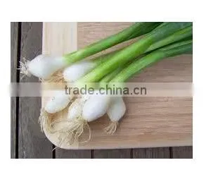 Spring Onion thumbnail-2