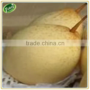 Chinese Fresh Yellow Ya Pear thumbnail-6