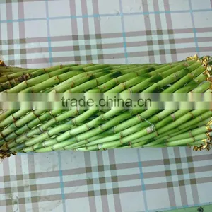 Fengshui Wheel Lucky Bamboo Air Bonsai Tree Dracaena Sanderiana Indoor Ornamental Aquatic Water Plants Nursery Garden Decoration thumbnail-5