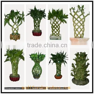 Lucky Bamboo Plants Wholesale thumbnail-1