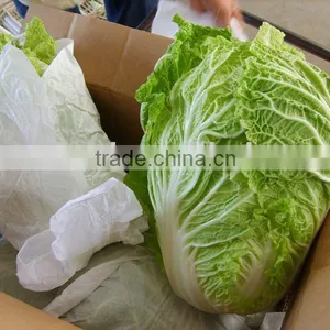 Fresh Chinese Cabbage thumbnail-1