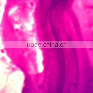 Biological Slides Microscope Histology and Embryo Prepared Slides thumbnail-3