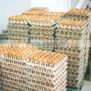 Egg Paper Tray thumbnail-4