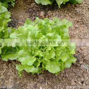 Wholesale Green Fresh Lettuce Yunnan Origin Lettuce thumbnail-5
