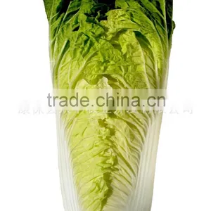 Fresh Chinese Cabbage thumbnail-1
