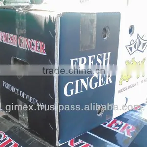 Fat Skin Vietnamese Fresh Ginger thumbnail-1