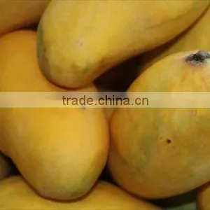 Chaunsa Mango thumbnail-1