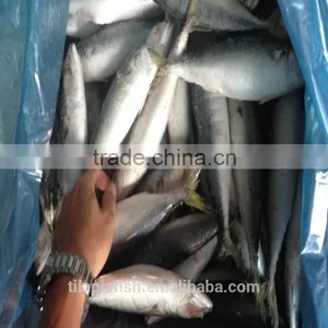 Good Price New Season Mackerel Fish 100-200g thumbnail-1