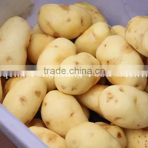 MSTP-80 High Efficiency Stainless Steel Potato Washing and Peeling Machine,shallot and Taro Peeling Machine thumbnail-6