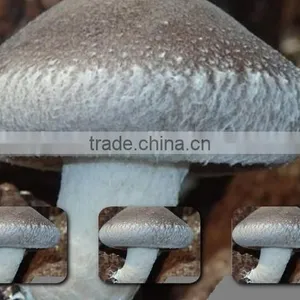 Mushroom Spawn,Shiitake Log,Lentinula Edodes Mushroom thumbnail-2