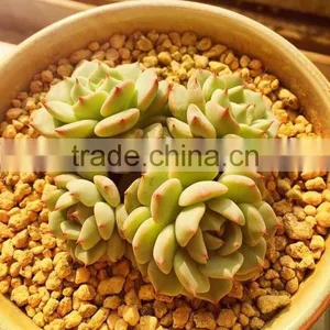 Tropical Orchids Soil/Succulent Growing Media/Cactus Growing Medium thumbnail-4