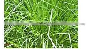 MANUFACTURER OF VETIVER HAITI OIL thumbnail-5