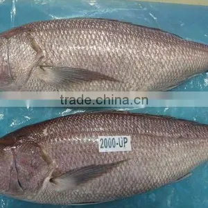 FROZEN WHITE SNAPPER WHOLE thumbnail-1
