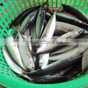 Frozen Pacific Mackerel Fish Good Quality thumbnail-2