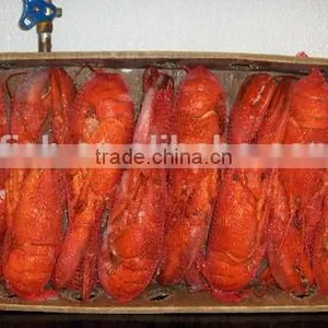 Lobster Homard thumbnail-2