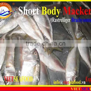 FROZEN SHORT BODY MACKEREL WHOLE ROUND thumbnail-4