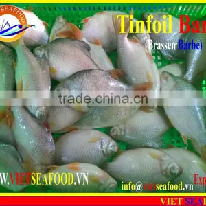 FROZEN W/R RED TAIL TINFOIL BARB thumbnail-2